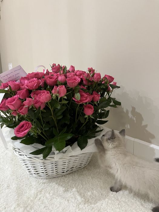 Продается котенок в хорошие руки