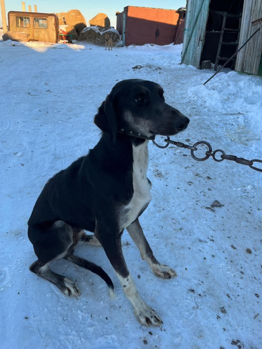 Продам тазы, екеуыде еркек