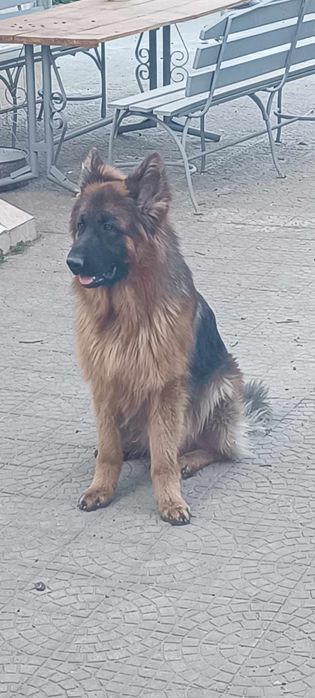 Ciobanesc german cu par lung