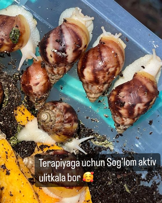Ulitka ideal aktiv optom