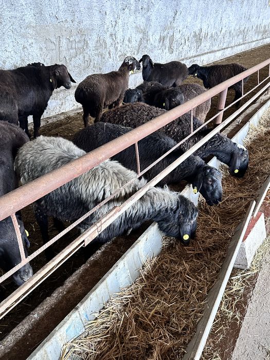 Эдилбай гибрит зотдор қўзи қўчқор қўйлар сотилади, оптом