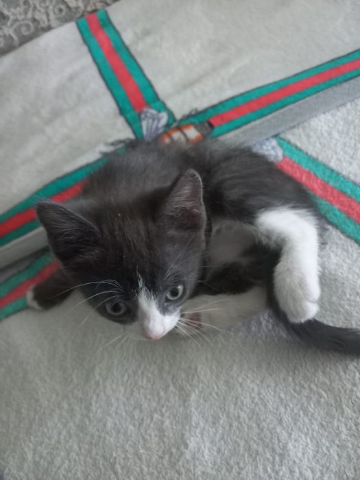 Отдам котят бесплатно