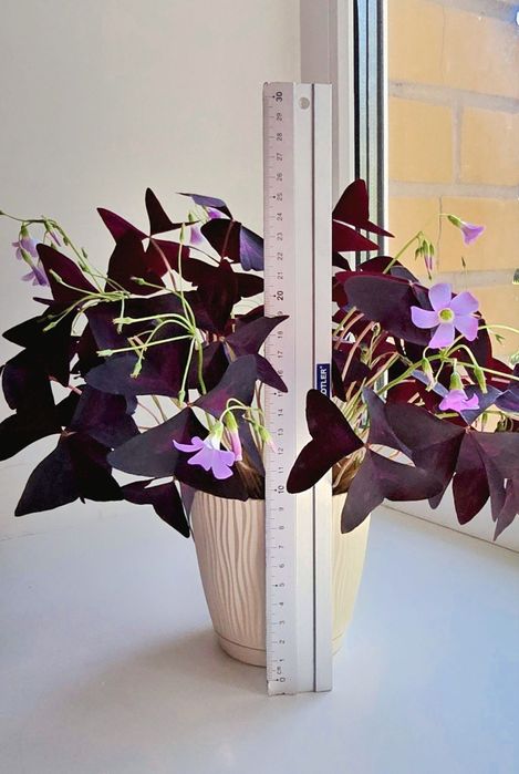 Продам цветок Оксалис (oxalis)  Кислица