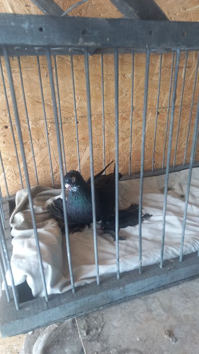 Голуби в Павлодаре