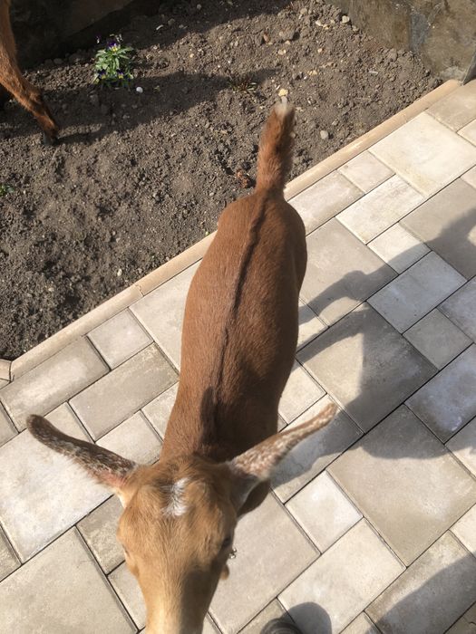 Schimb ied alpin fracez sau vand