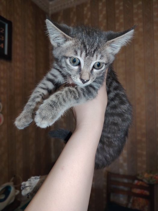 Отдам котёнка в добрые руки