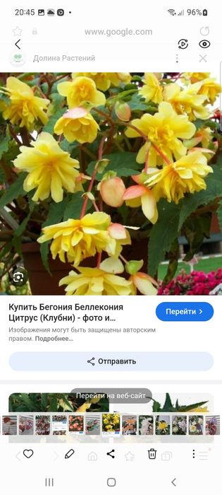 Бегонии беллеконии.