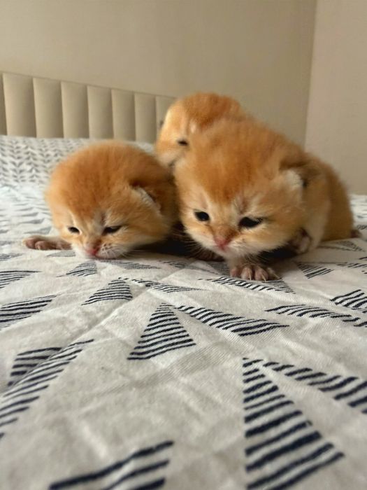 Золотые шиншиллята котята