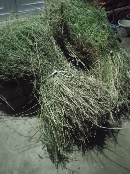 Тез ва арзон нархда беда сотилади, манзил Пешку Тумани Коракалпок МФЙ