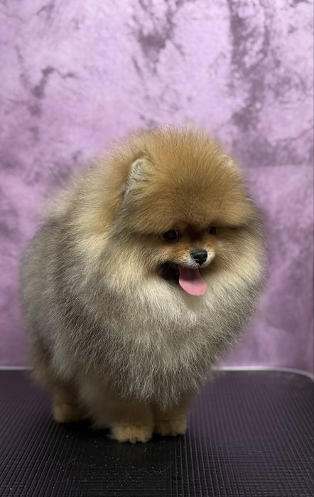 Pomeranian cu pedigree!