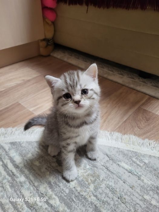 Продам шотландского котёнка