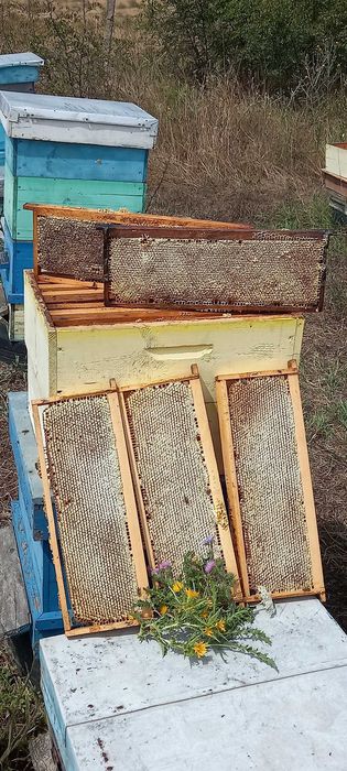Продавам Пчелен мед в пита
