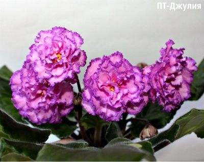 Лист фиалки 350тг