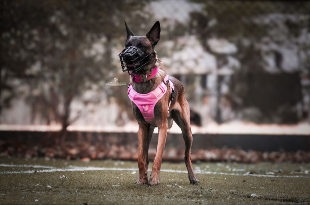 Бельгийская овчарка малинуа