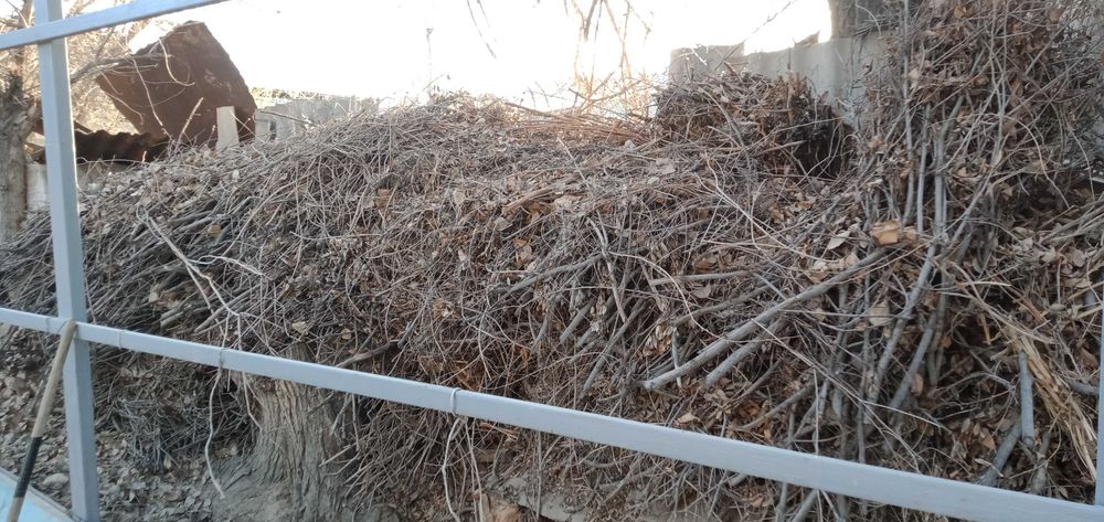 Сухие ветки бесплатно