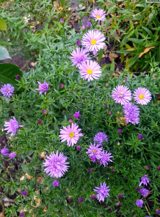 Цветы кустом сентябринки