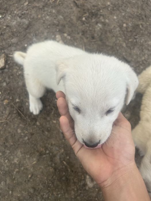 Продавам Кученца (Алабай)
