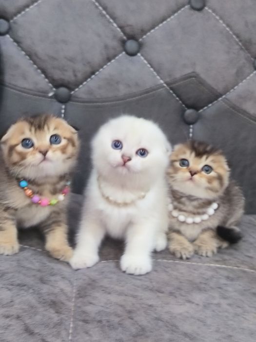 Котята от правильной вязки