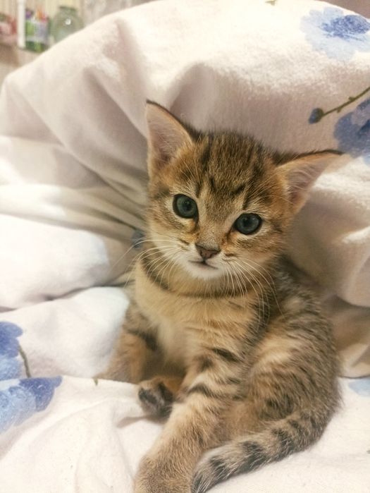 Отдам котенка в добрые руки