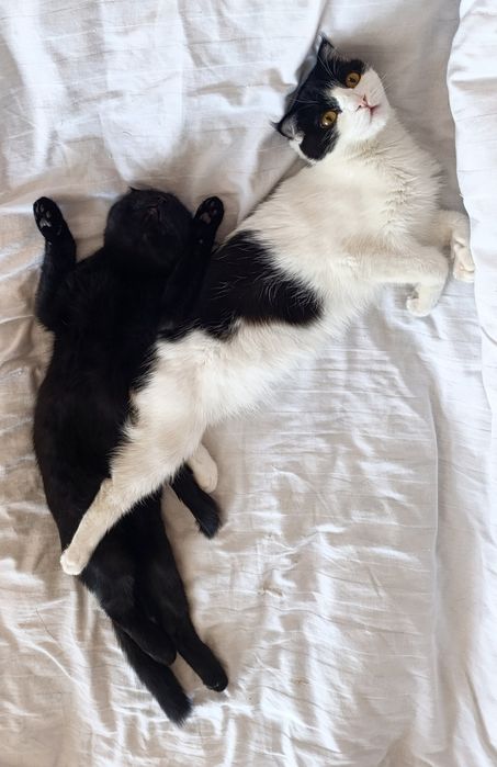 Скотиш фолд смешанные в руки