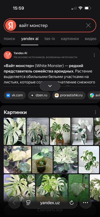 Сортовая монстера вайт монстер растение