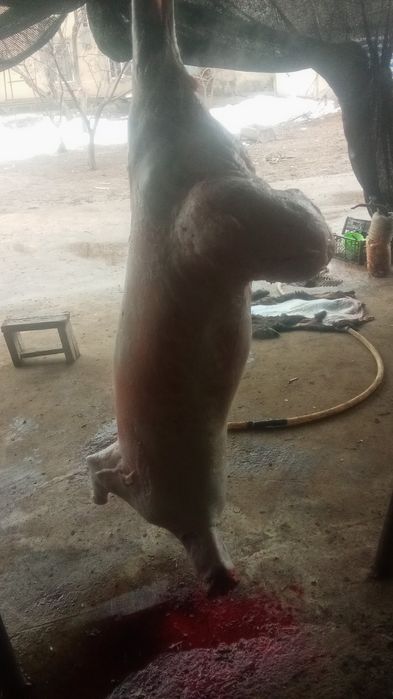 Кой, тоқты қошқар сатылады