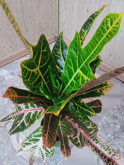 Продам  молодой кротон