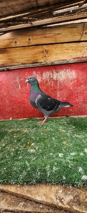 Porumbei voiajori lot 20 buc