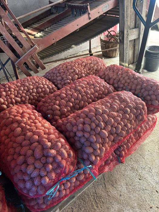 Cartofi de sămânță