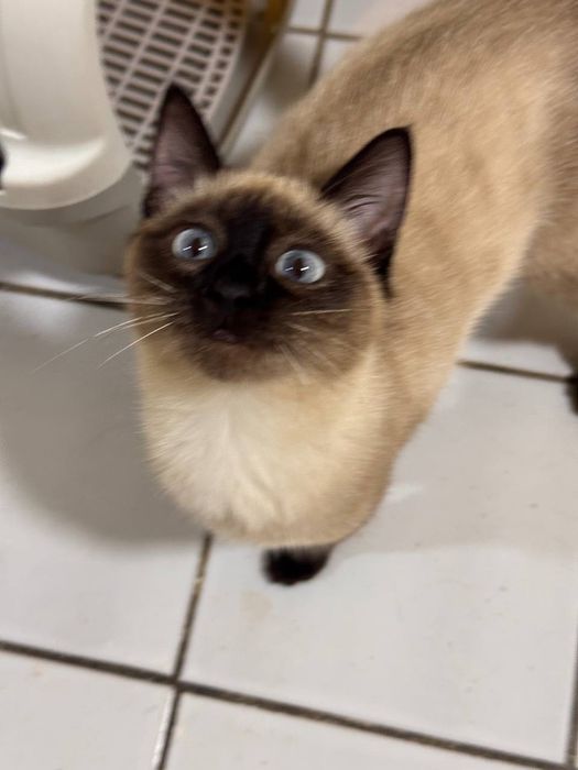 Отдадим в добрые руки и ответственные руки сиамского котёнка