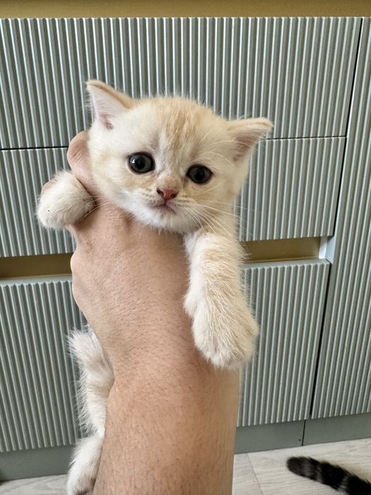 Котята шотладские