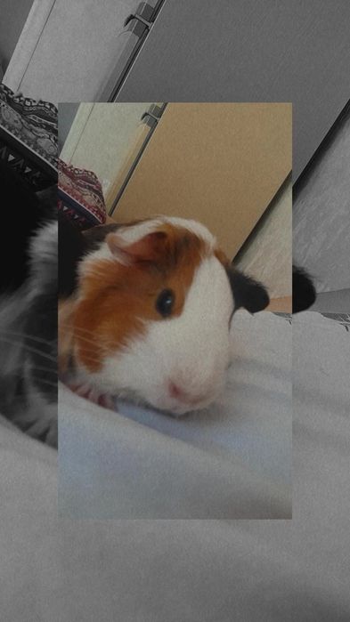 Продам морских свинок