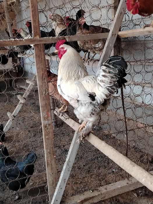 Петух қораз петух