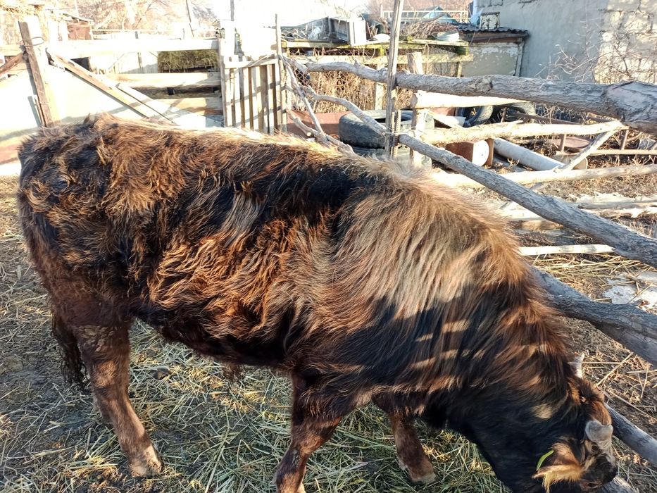 Продаю быка в откорме