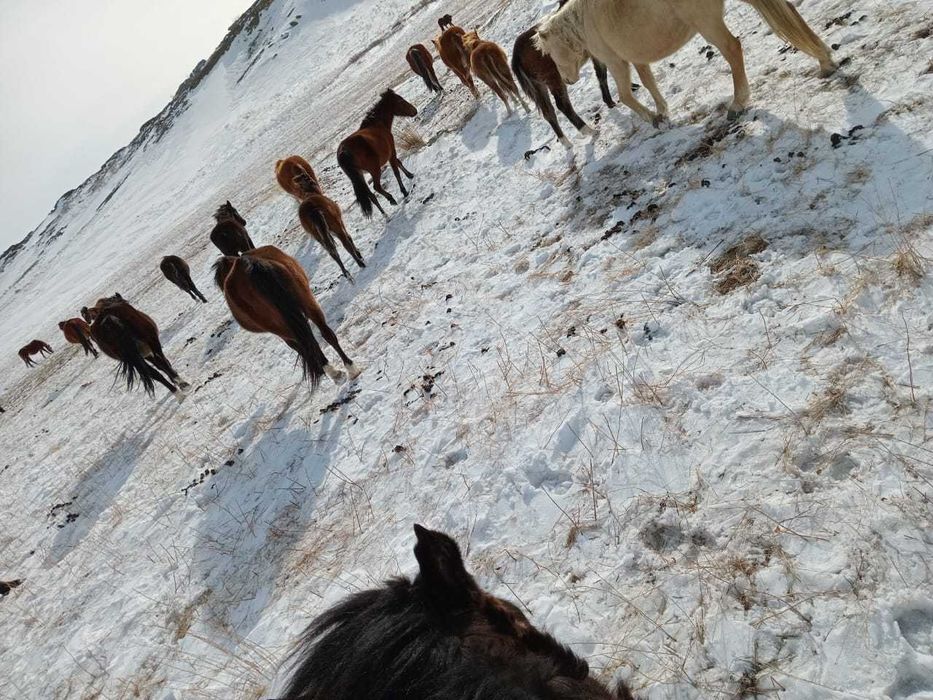 Продажа табуна лошадей