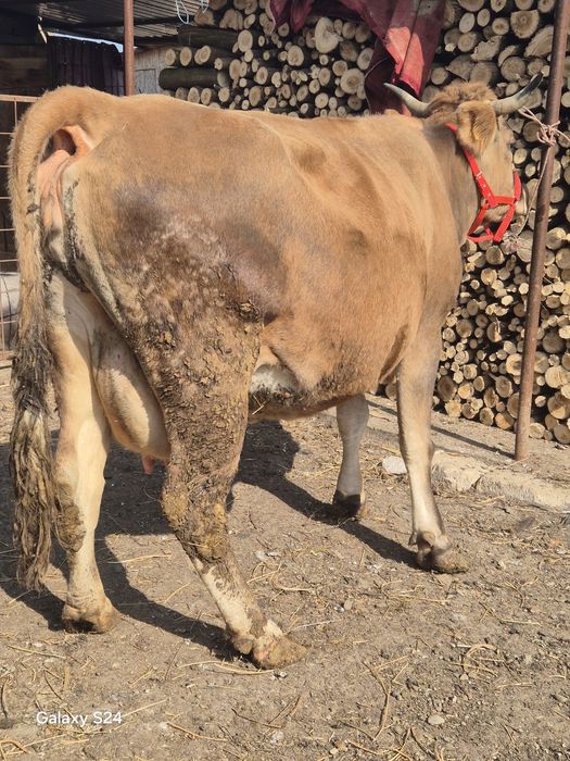 Vaca gestanta de vanzare