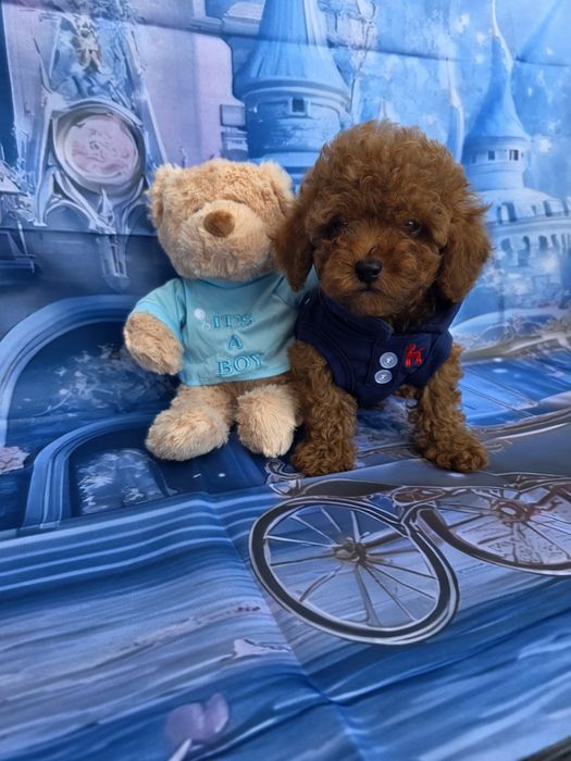 Мини пудел момче