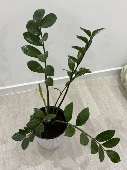 Продам комнатные растения