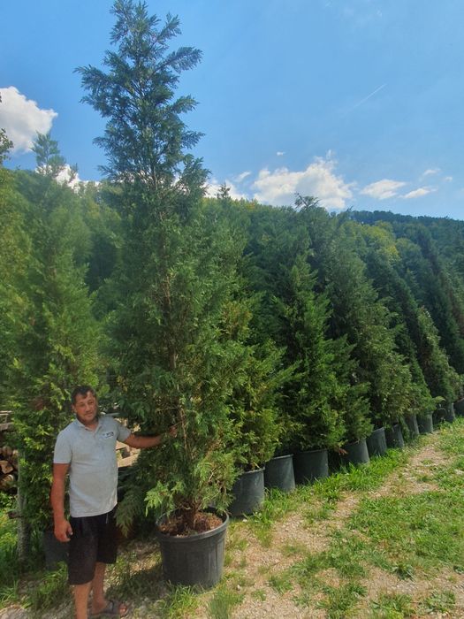 Leylandii 4m - 5m, gard viu, calitate premium,