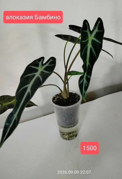 продам комнатные растения