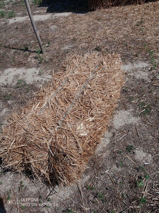 Vând baloți pae de grâu și triticale
