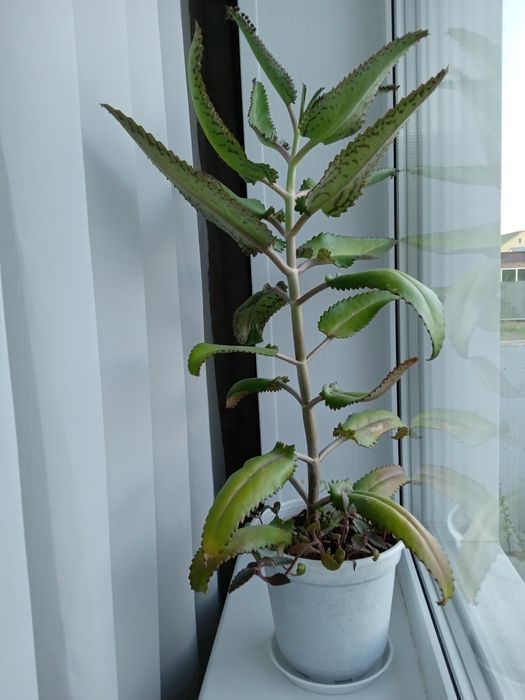 Каланхое лечебное