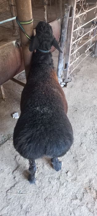 Кучкорлар сотилади