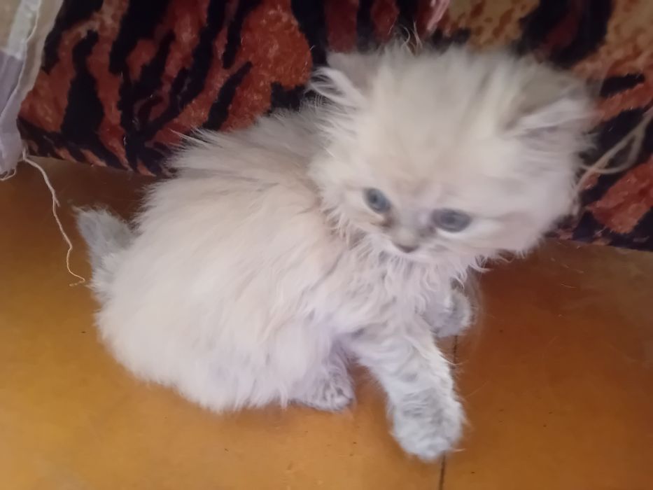 Персийски котки женски и мъжки