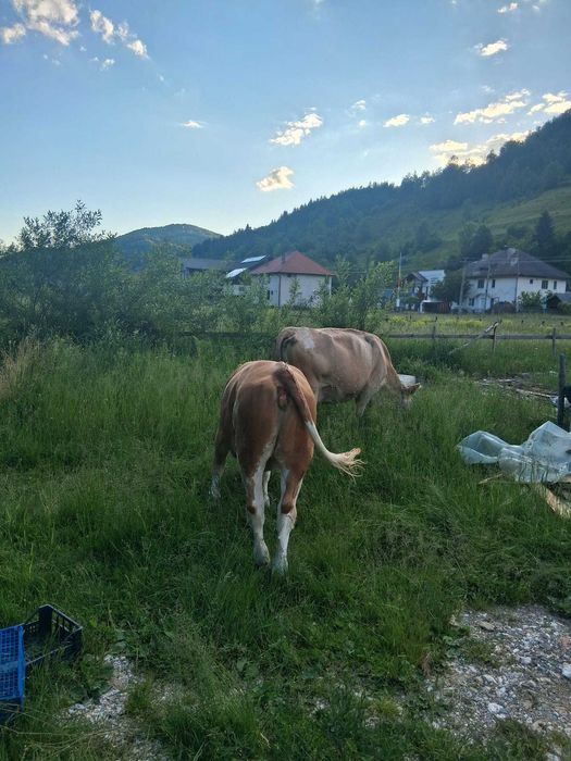 VAND junincă.