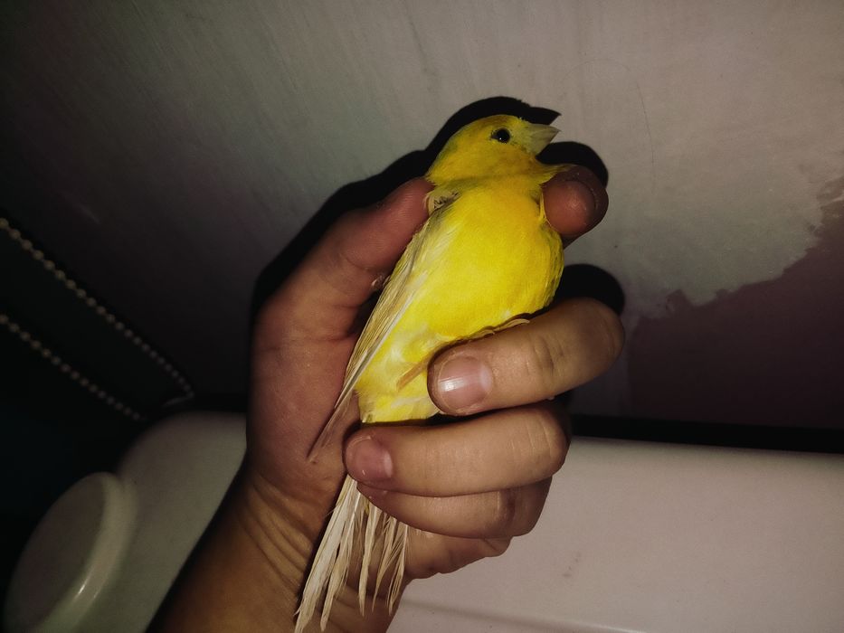Канарейка сатылады. Багасы 22.000тг, багасын келысемиз.