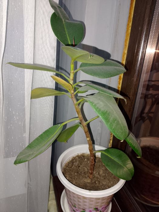 Чайники и цветы Домашний