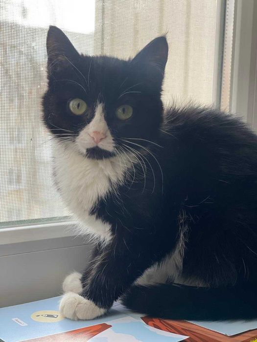 Отдам котенка в хорошие руи