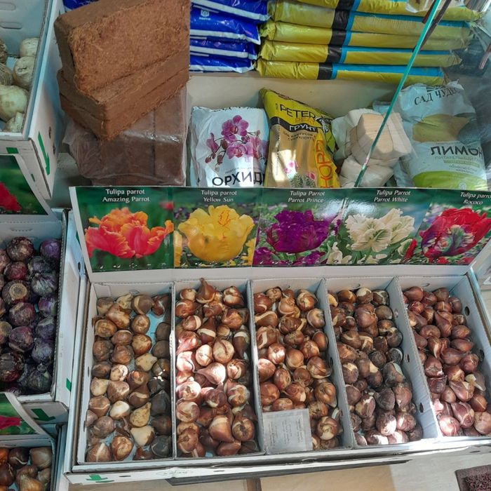 Lola piyozlari gallan sorti