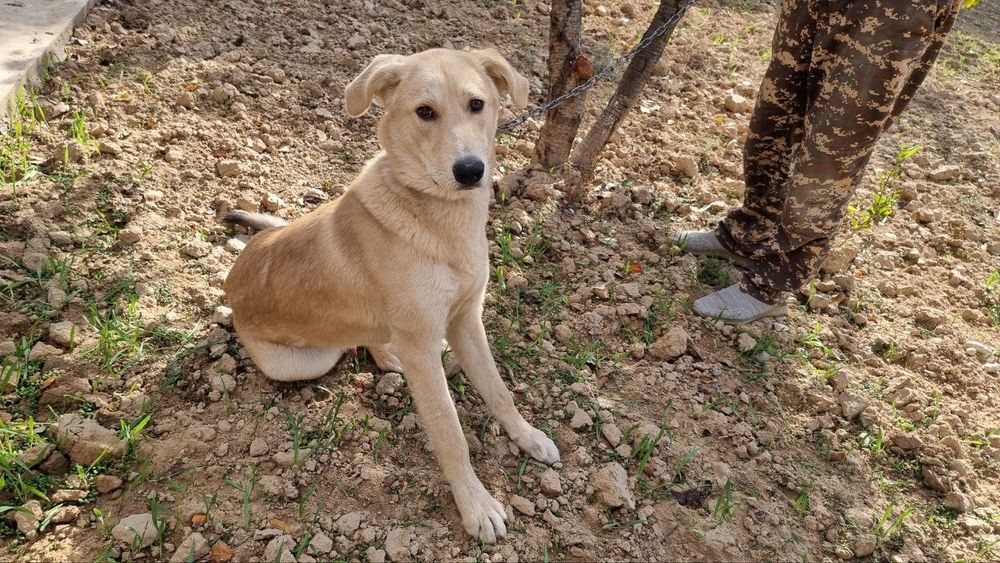 Пристраевается в добрые ответственные руки  молодой кобель